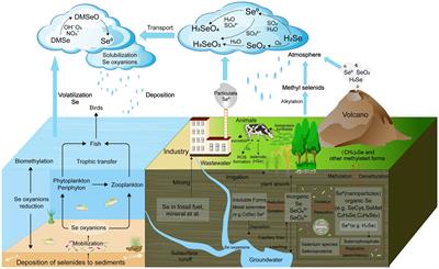 Unveiling the vital role of soil microorganisms in selenium cycling: a review